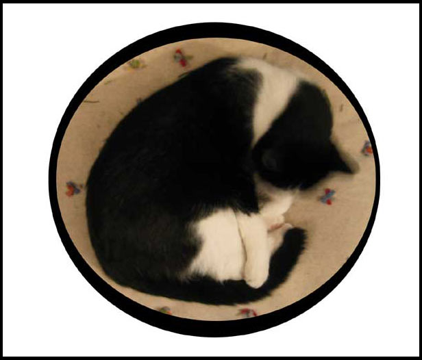 en boule le chat