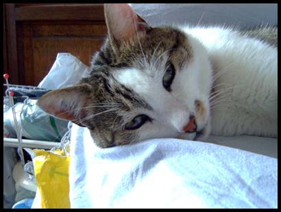 petitminou