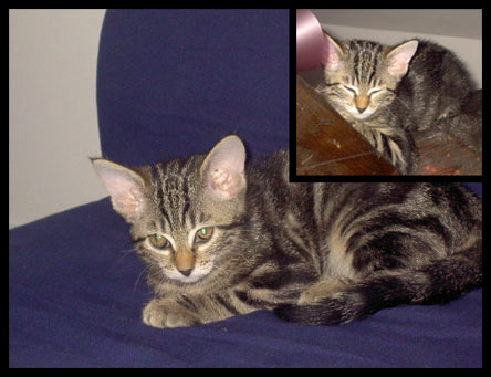 petit chat