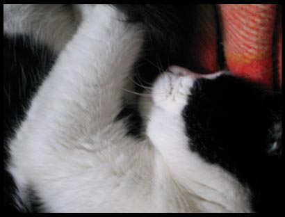 chat tout doux