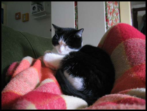 chat