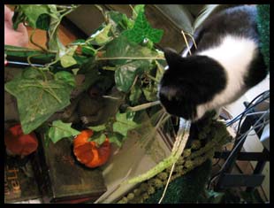herbe