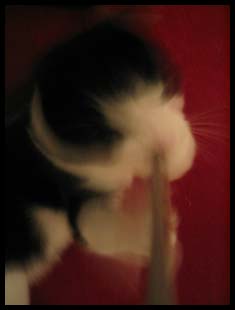 ficelle