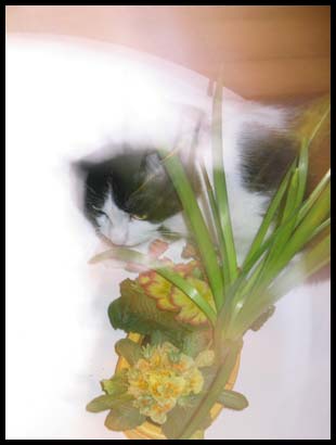 fleur