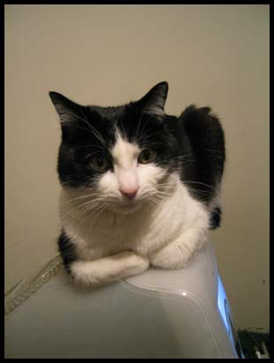 chat