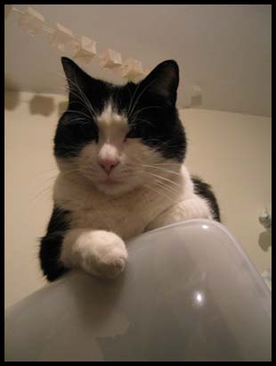chat
