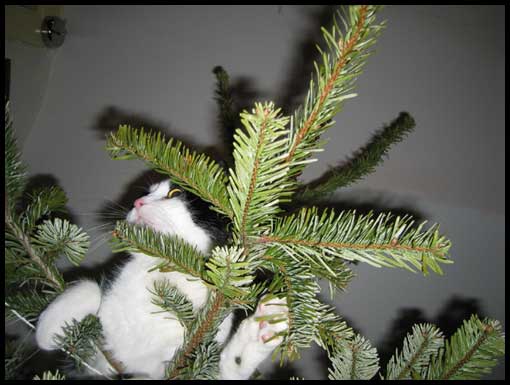 sapin