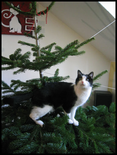sapin