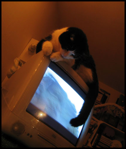 chat