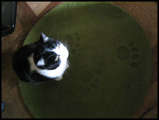 tapis