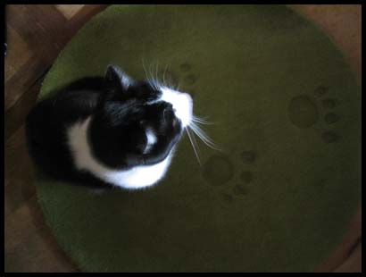 tapis