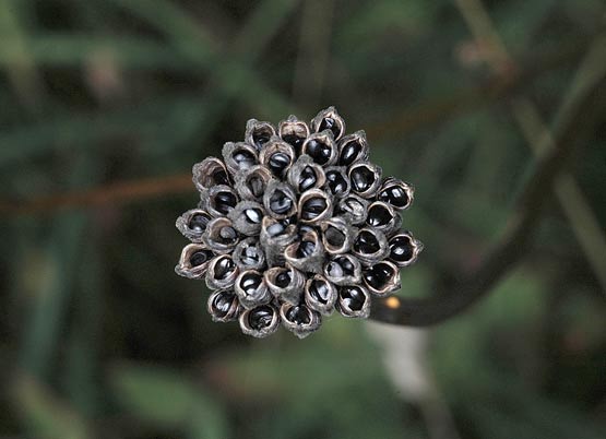 graines noires