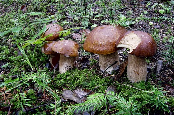 famille de bolet