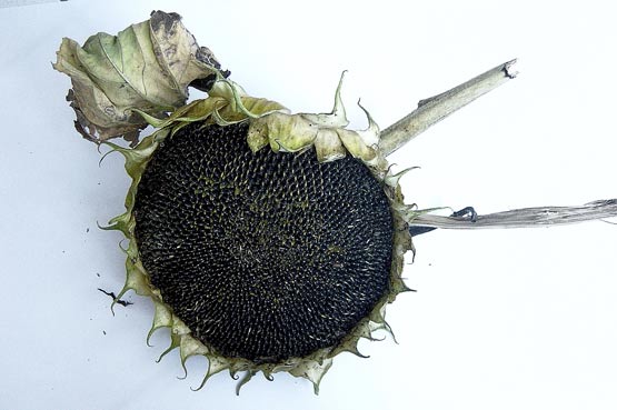 graines tournesol