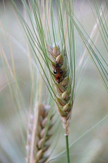 Blé et coléoptère