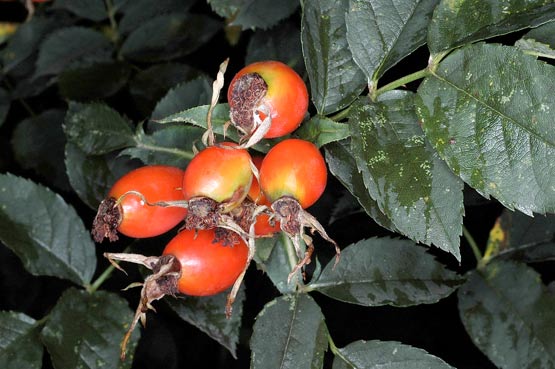 cynorrhodons en goupe