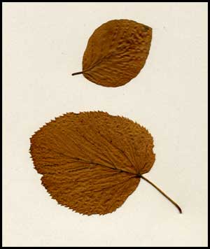 deux feuilles sorties du livre des arbres.....