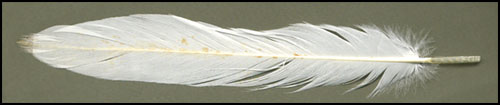 signet en plume